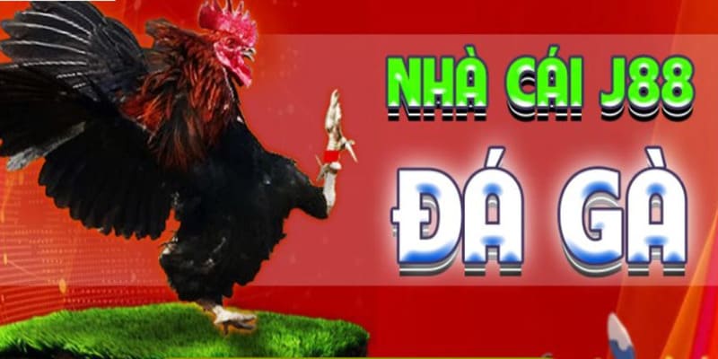 Giới thiệu những điều liên quan đến đá gà J88